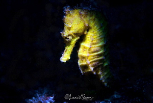 Sea horse/Photographed with a Canon 60 mm macro lens and ... by Laurie Slawson 